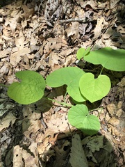 Matelea carolinensis