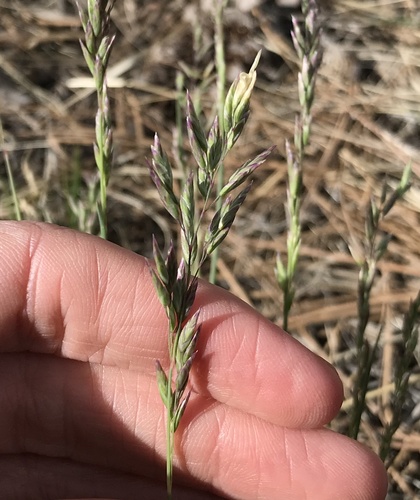 Festuca arizonica iNat (3)