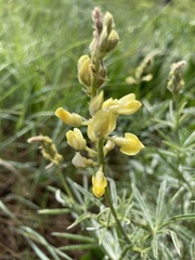 Lupinus sulphureus