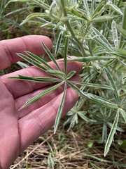 Lupinus sulphureus