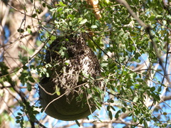 Polybia occidentalis