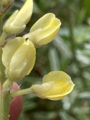 Lupinus sulphureus