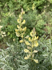 Lupinus sulphureus