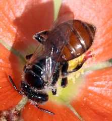 Calliopsis subalpina