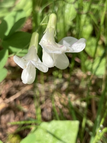 Lathyrus nevadensis var. parkeri