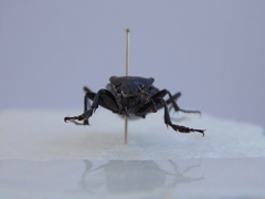 Carabus rugosus celtibericus