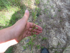 Ludwigia virgata