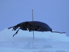 Carabus rugosus celtibericus