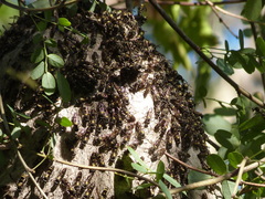 Polybia occidentalis