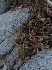 Tetramerium nervosum