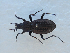 Carabus rugosus celtibericus