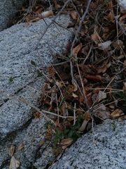 Tetramerium nervosum