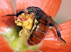 Calliopsis subalpina