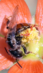 Calliopsis subalpina