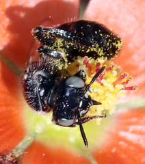 Calliopsis subalpina