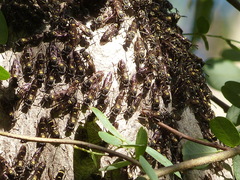 Polybia occidentalis