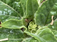 Philodromus dispar