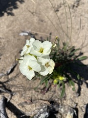 Erysimum concinnum