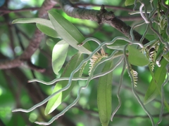 Campylocentrum micranthum