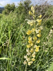 Lupinus sulphureus