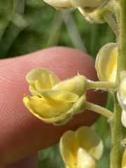 Lupinus sulphureus