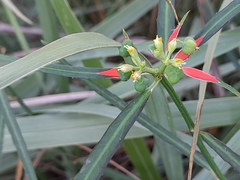 Euphorbia heterophylla var. cyathophora image