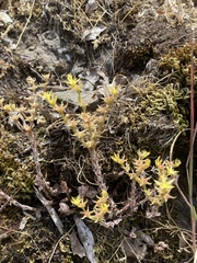 Sedum radiatum