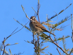 Zonotrichia capensis