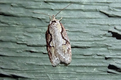 Semioscopis packardella