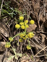 Lomatium cous