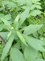 Lilium martagon