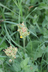 Primula veris