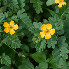Kallstroemia parviflora