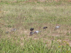 Columba livia domestica