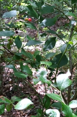 Vaccinium fuscatum image