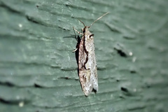 Semioscopis packardella