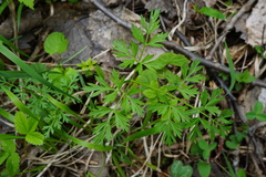 Peucedanum austriacum