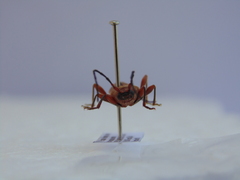 Phymatodes testaceus