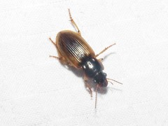 Anisodactylus discoideus