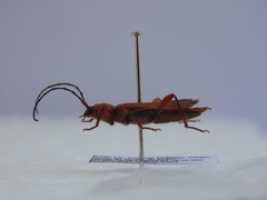 Phymatodes testaceus