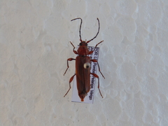 Phymatodes testaceus
