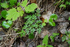 Peucedanum austriacum