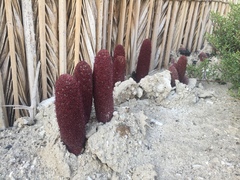 Cynomorium coccineum