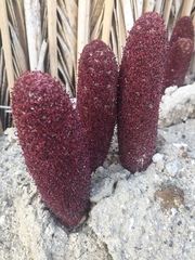 Cynomorium coccineum