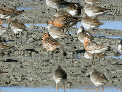 Limnodromus semipalmatus