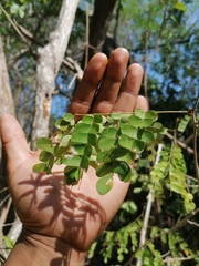 Piptadenia obliqua