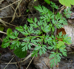 Peucedanum austriacum