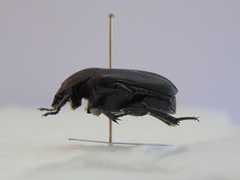 Protaetia opaca