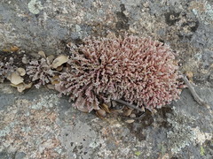 Sedum pedicellatum