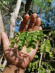 Piptadenia obliqua